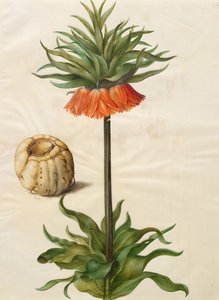 Fritillaria imperialis - Johannes Simon Holtzbecher